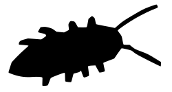 Bugday bug